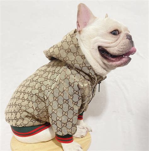 manteau gucci chien|Designer Dog Clothes .